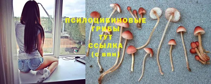 Галлюциногенные грибы Psilocybe  Вяземский 